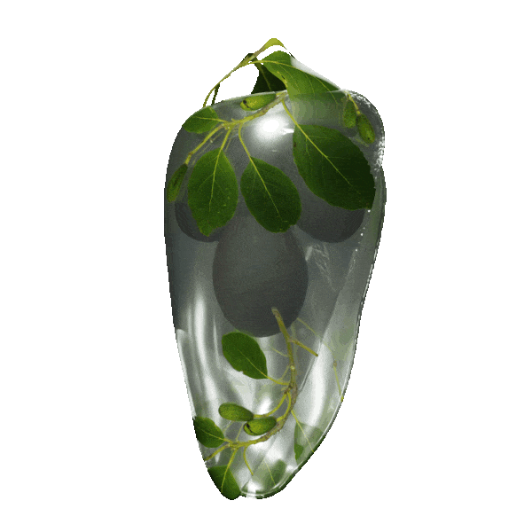 Nzimbu_Fruit_Avocado-ezgif.com-optimize