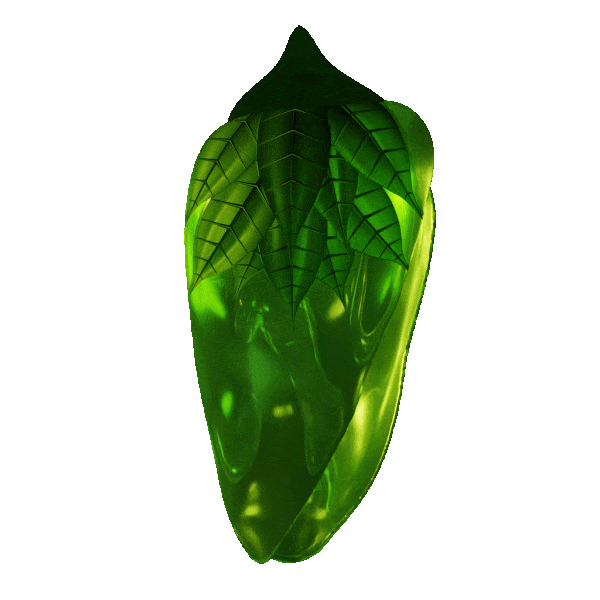 Nzimbu_Leaves-ezgif.com-optimize